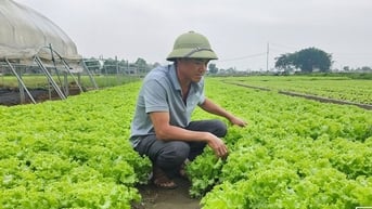Một xã của tỉnh Thái Bình, nông dân quanh năm suốt tháng trồng đủ loại rau mà thu 500
