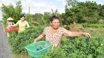 Đường hoa đậu biếc ở Trà Vinh đẹp mê ly luôn, thiên hạ tha hồ chụp hình, dân có thêm tiền chợ