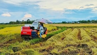 Tỉnh, thành nào có diện tích trồng lúa ít nhất cả nước?