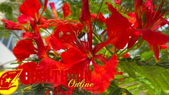 Nostalgia សម្រាប់ Royal Poinciana Season
