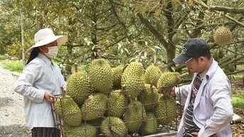 Xã Bàu Đồn ở Tây Ninh trồng sầu riêng tới 1.500ha, cây tiền tỷ trái to bự, thành làng tỷ phú