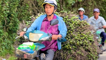 Giá cau vọt lên đỉnh rồi lao dốc: ‘Công thức’ lặp nhiều lần, nông dân ‘hay quên’