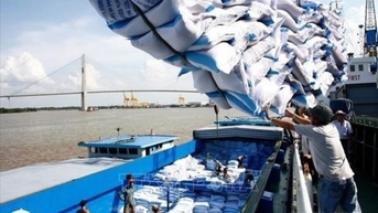 Giá gạo miền Bắc tăng do ảnh hưởng của mưa bão, tác động tới giá xuất khẩu, doanh nghiệp ít để tâm đơn hàng mới