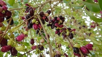 Ở vùng Bảy Núi của An Giang mọc la liệt cây trâm dại thấp tè đã ra trái quá trời, là trái đặc sản