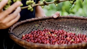 Giá cà phê cao chưa từng thấy khi vào chính vụ, nông dân thành ‘đại gia’
