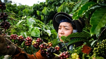Giá cà phê trong nước vẫn tiếp tục tăng