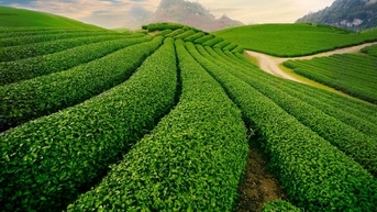 Đậm ngát vị trà phiêu lãng