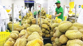 Nửa đầu năm 2024, xuất khẩu rau quả ước thu về 3,4 tỷ USD