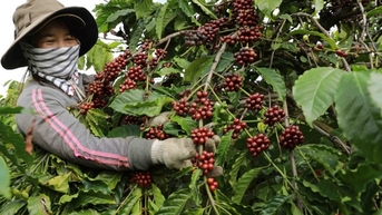 Doanh nghiệp cà phê chủ động đáp ứng Quy định chống phá rừng của EU