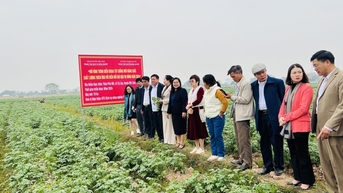 Nông dân Hà Nội trồng khoai tây Atlantic và Julinka cho hiệu quả kinh tế cao