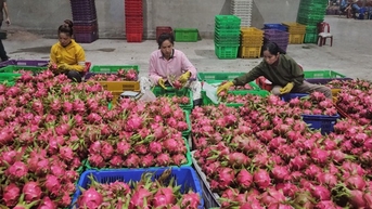 Bình Thuận, Ninh Thuận hứa tăng chất lượng thanh long, nho, táo... bán vào TP.HCM