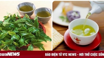 Tác hại của nước chè xanh nếu bạn uống sai cách