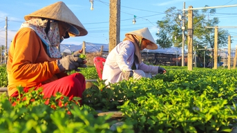 Làng hoa lớn nhất Đà Nẵng chong đèn xuyên đêm bước vào vụ hoa Tết