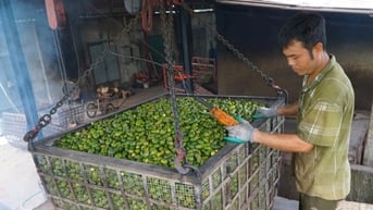 Giá cau tăng cao, chủ lò sấy kiếm trăm triệu đồng mỗi tháng