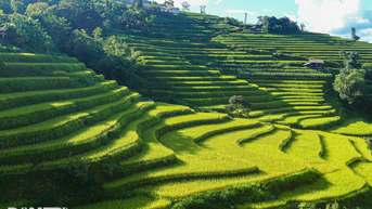 Ngắm mùa vàng bình yên ở Hoàng Su Phì, không lo tắc đường, chen chúc