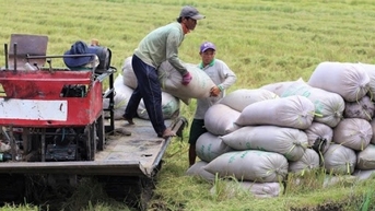 Giá gạo tăng 50 -100 đồng/kg, giá lúa ổn định