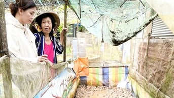 Con ếch, con lươn đồng là 2 con ưa nước, nông dân Cần Thơ nuôi thành công trên cạn, bán trúng