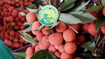 Vải thiều ồ ạt "xuất ngoại", giá bán lên tới 840.000 đồng/kg