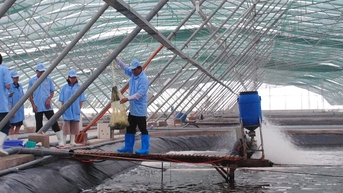 Kiến nghị doanh nghiệp xuất khẩu tôm đẩy mạnh thu mua nhằm nâng giá tôm trở lại