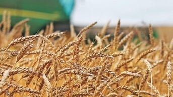 Quý I/2024, Việt Nam nhập khẩu lúa mì nhiều nhất từ thị trường nào?