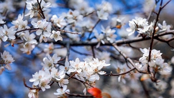 បាត់រដូវផ្កា hawthorn សុទ្ធ នៅ Son La