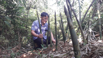 Ở một nơi của Thái Nguyên dân đang trồng tre gì mà ví như "rau đặc sản" mầm non nhọn trồi từ đất?