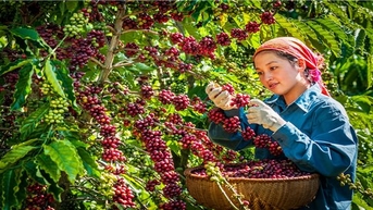 Đề xuất hỗ trợ 100% kinh phí xây dựng thương hiệu, nhãn hiệu nông sản quốc gia