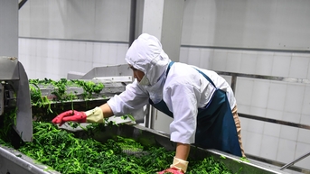 ‘Đại bàng’ rót 71.000 tỷ đầu tư, được mùa rớt giá không còn là lời nguyền