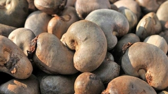 Việt Nam nhập khẩu hạt điều nhiều nhất từ các thị trường nào?