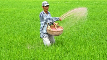 Sử dụng phân bón cho lúa gấp đôi ở Trung Quốc, chuyên gia "hiến kế" sử dụng phân bón hiệu quả, giúp đất khỏe