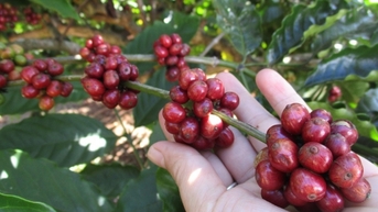 Giá cà phê biến động