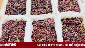 Nho không hạt Trung Quốc đổ bộ chợ Việt, giá siêu rẻ 25.000 đồng/kg