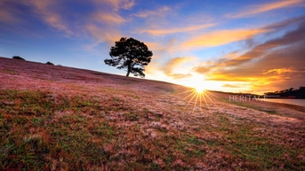 Ngọn đồi ở Đà Lạt thu hút người check-in nhờ màu hồng của cỏ