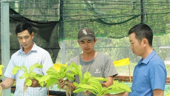 9X Khánh Hòa "bỏ lương ngoại" hơn 30 triệu đồng/tháng về quê trồng rau tốt um, nuôi cá dày đặc