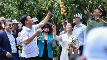 Thanh Ha 리치를 집 정원에서 세계로