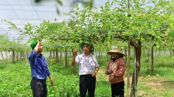 Nông nghiệp công nghệ cao Ninh Thuận: [Bài 3] Tìm cách sớm thoát thực trạng mô hình