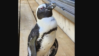 សត្វភេនឃ្វីនបានរកឃើញចម្ងាយ 30 គីឡូម៉ែត្រពីកន្លែង "រត់គេចខ្លួន"