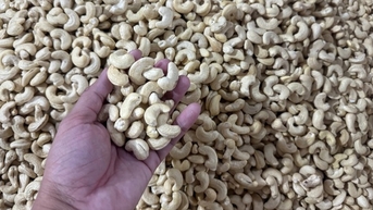 Doanh nghiệp điều khốn khổ vì đối tác ngoại xù hợp đồng