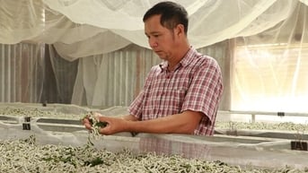 "Nhận lương tốt" chục triệu mỗi tháng nhưng người dân nuôi tằm một xã ở Lâm Đồng “sợ” loại bệnh này