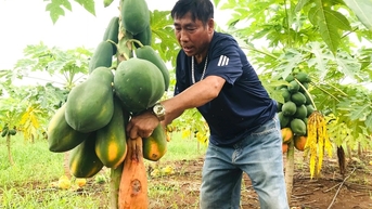 Thương lái lũ lượt đến gom mua đu đủ bị "bỏ bom" với giá cao