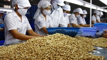Doanh nghiệp xuất khẩu điều tăng đầu tư cho chế biến