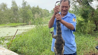 Đã bắt hết 8 cá sấu sổng chuồng ở Kiên Giang