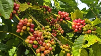 Giá cà phê Arabica chạm mức cao nhất khi tiến sát mốc 7.400 USD/tấn