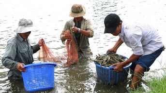 Giá tôm tăng vẫn chưa hấp dẫn người nuôi