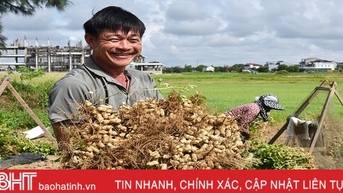 Niềm vui nhân đôi trong mùa thu hoạch lạc ở Lộc Hà