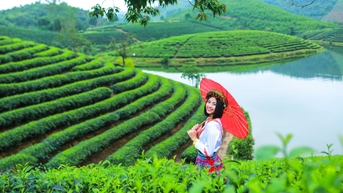 Lên cao nguyên Sìn Hồ ngắm đồi chè xanh mát