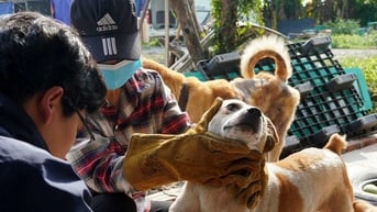 Những trạm cứu hộ chó mèo bị xua đuổi