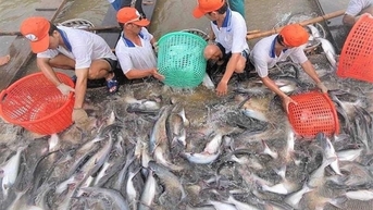 Giá cá tra nguyên liệu giảm, người nuôi thua lỗ