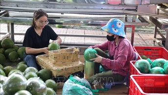 Sản phẩm OCOP vào cao điểm vụ Tết