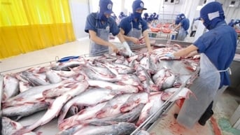 ‘Bắt bệnh’ sức cạnh tranh của cá tra Việt